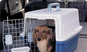 羞羞视频软件下载到加拿大